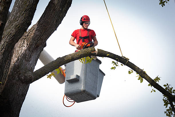 How Our Tree Care Process Works  in  Woodville, WI